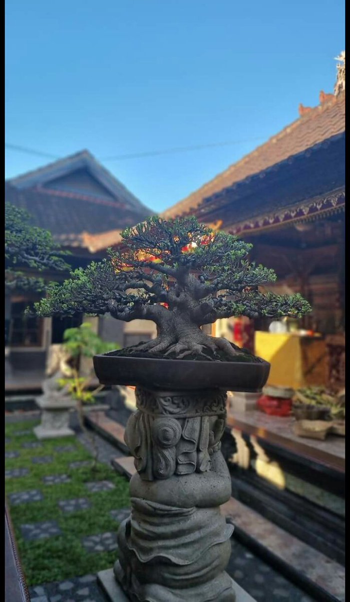 Bonsai Kimeng (Ficus Microcarpa) 

By : Agung Trisna PC
#Bonsai
#Bonsaikimeng
#bonsaificus
#ficusmicrocarpa
#BonsaiIndonesia
#BonsaiTropis