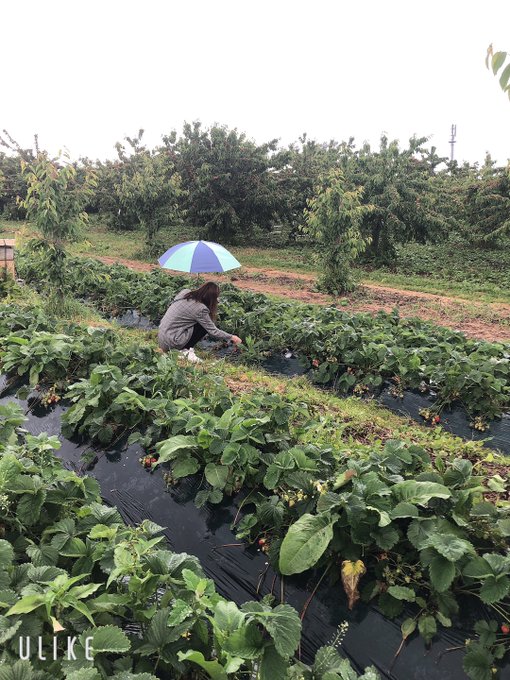 余市 ニトリ観光果樹園でいちご狩り 22年時期や料金や品種は そらいろ 日本が魅せる多彩な表情