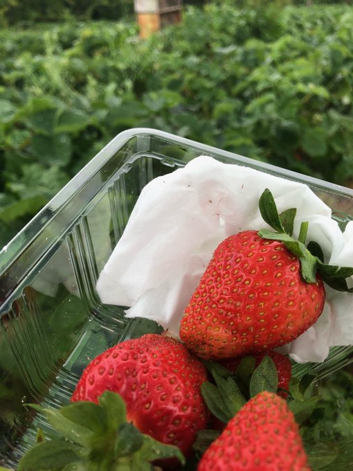 余市 ニトリ観光果樹園でいちご狩り 22年時期や料金や品種は そらいろ 日本が魅せる多彩な表情