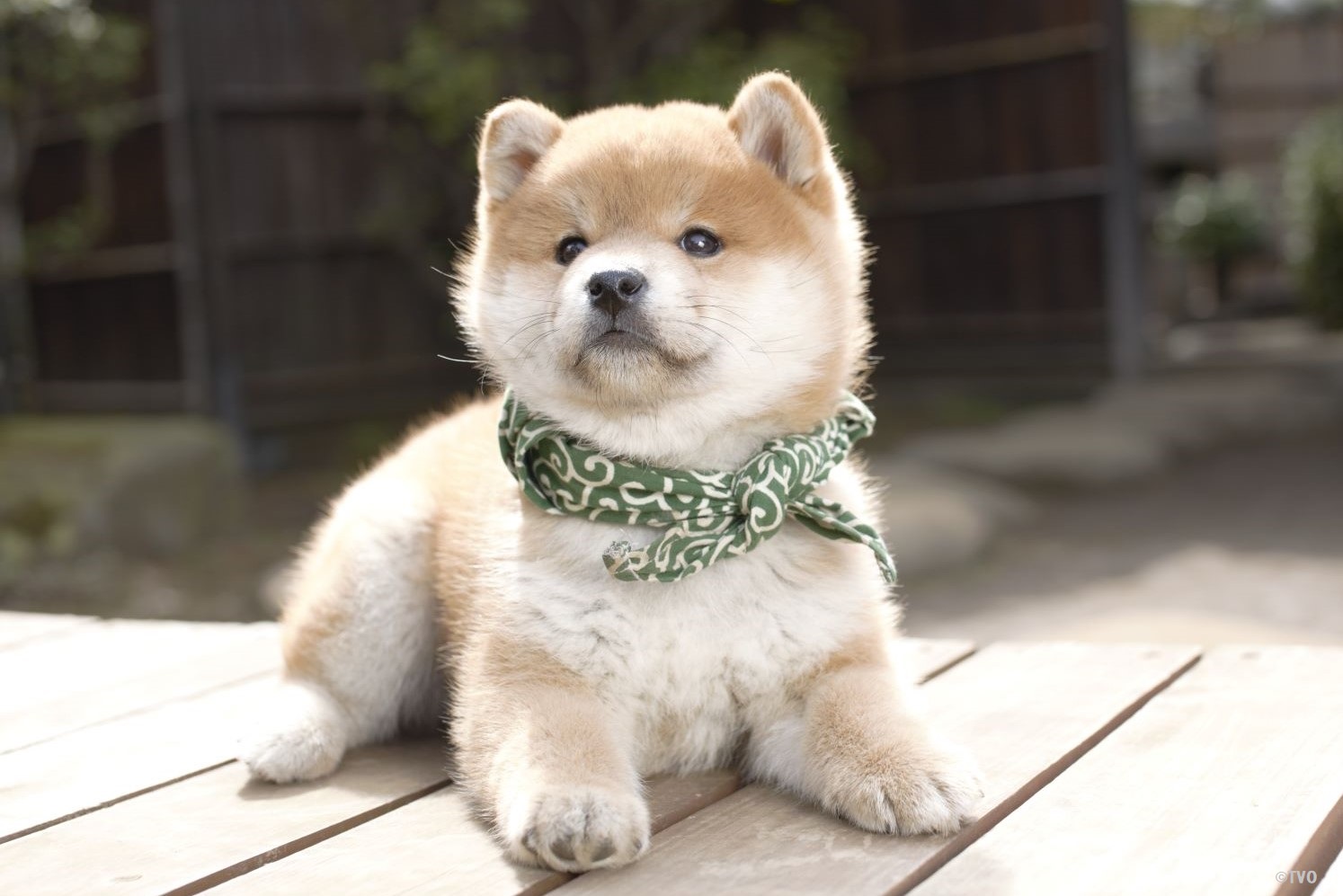 豆柴 豆助 -Mamesuke- 公式 on X: 