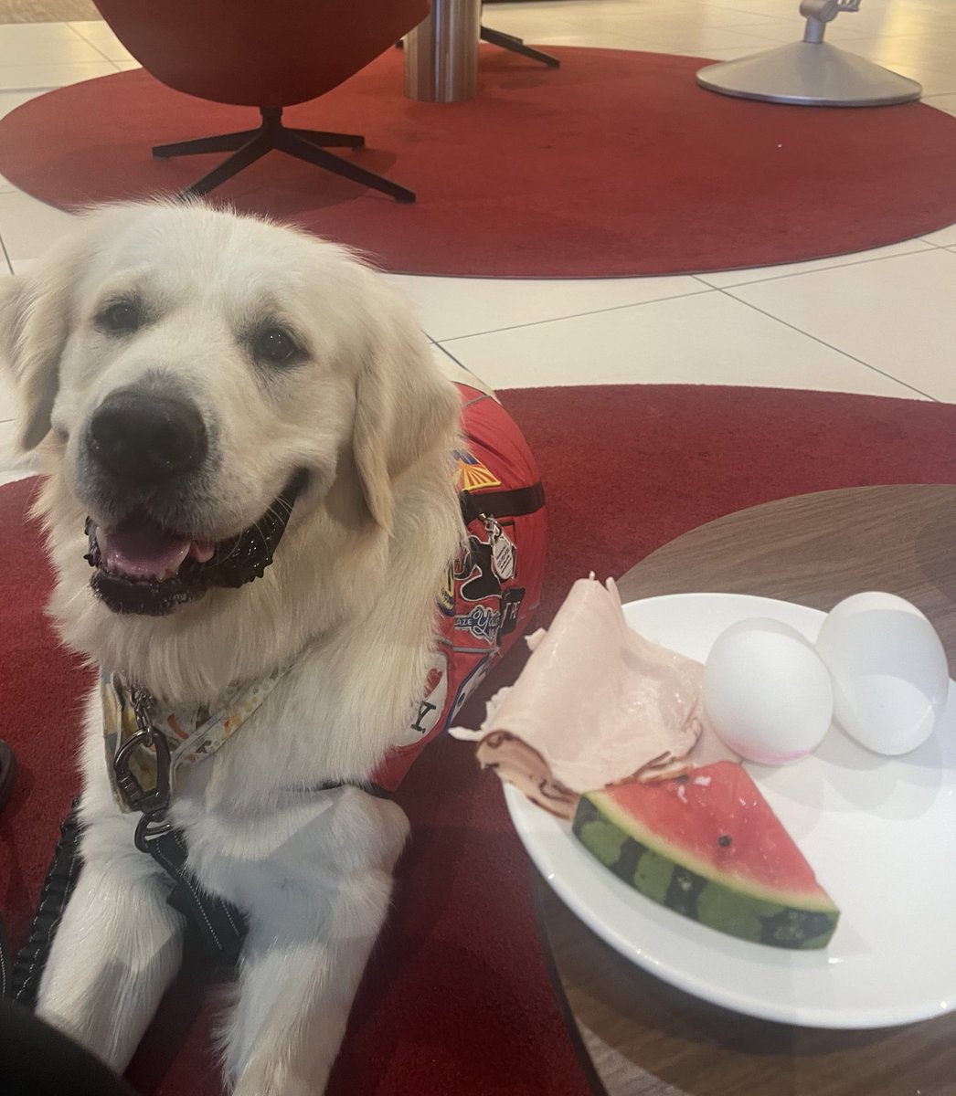servicedogyeti's tweet photo. Breakfast in #Amsterdam https://t.co/AhkZ5CFZV9