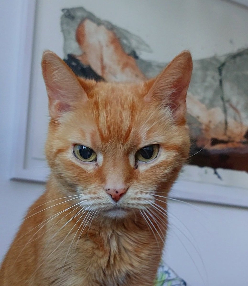PaavotheCat tweet media