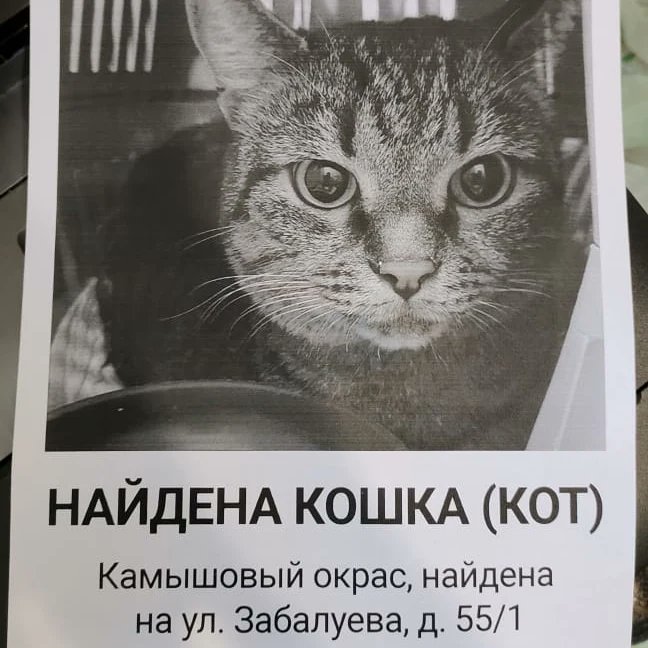 И если у кого есть доступ к чатам в Ватсапп Чистой Слободы, Западного жилмассива, улицы Забалуева, Ленинского района, отправьте информацию о найденной кошке и туда. 

Мой телефон 89030490038, если не отвечу пишите в Ватсапп.