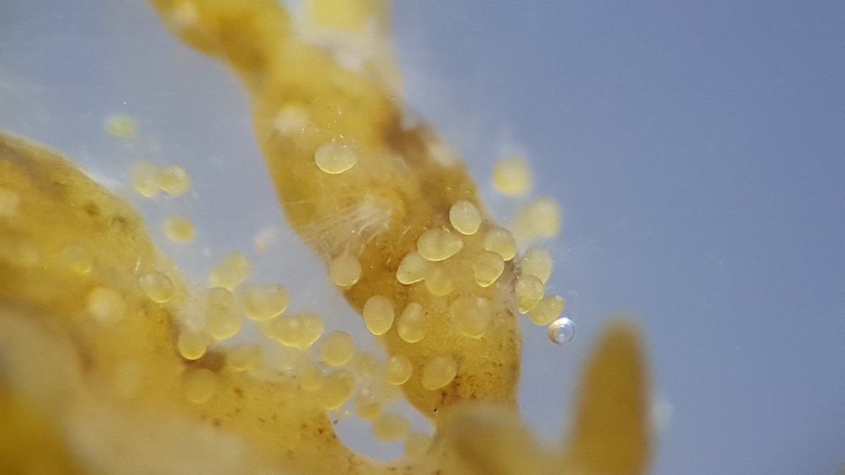 motherofseaweed's tweet photo. Cystoseira humilis releasing eggs (oospheres) from receptacular branches 😍 picture taken with binocular lens+smartphone. Specimen collected at a tidepool at Strait of Gibraltar Natural Park (Spain)  #PhycologyFriday #seaweed #algae #marineforests https://t.co/TQBozKnd9g