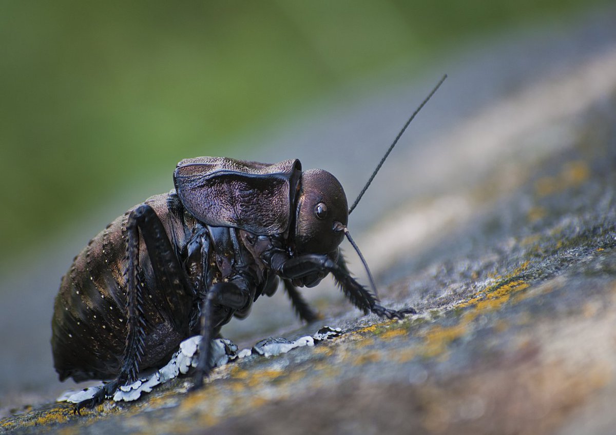 insectweek's tweet photo. #InsectWeek22 #Day5
Each day of #InsectWeek, we will ask the #question:
#WhatIsYourFavouriteInsect? ππππ¦
Tell us or tag us, include our #hashtags from this post & we may share on our other socials
A big-bellied #cricket, Bradiphorus dasiphus, #Romania
πΈ Iuliana Dediu https://t.co/MIqWbjFTEu