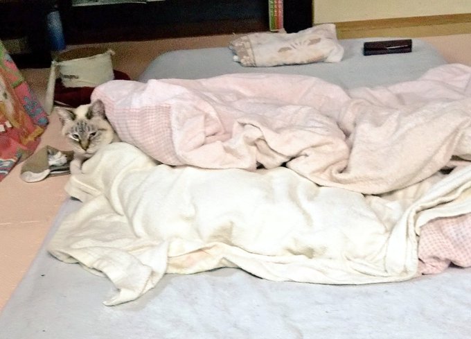 布団にくるまるのtwitterイラスト検索結果