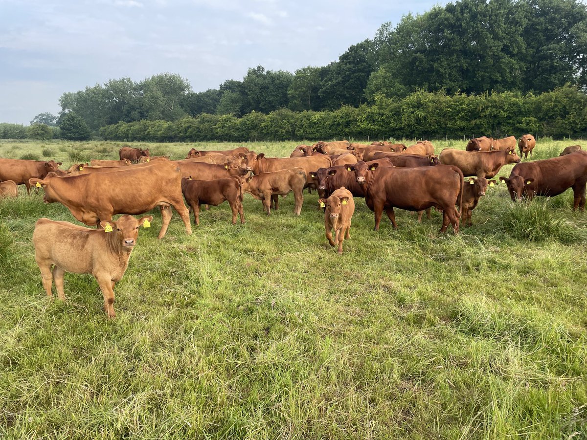 Jack Edge (@highlanesfarm) on Twitter photo Stabiliser cattle converting permanent grass into 100% grass fed beef. #mobgrazing #regen #groundswell <a href="/PastureForLife/">Pasture For Life</a> <a href="/NFFNUK/">Nature Friendly Farming Network</a> Stabiliser cattle converting permanent grass into 100% grass fed beef. #mobgrazing #regen #groundswell <a href="/PastureForLife/">Pasture For Life</a> <a href="/NFFNUK/">Nature Friendly Farming Network</a>