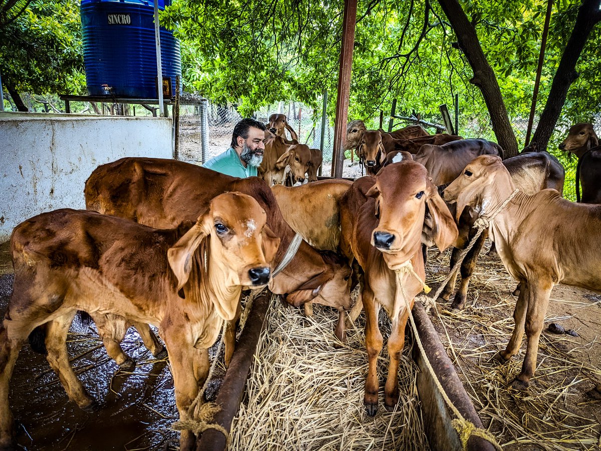 one thing I can't deny is the mental peace and happiness i have when around them 🌸 may i be able to continue serving them.

#cantdeny #mentalhealth #mentalpeace #mentalhappiness #peace #happiness #gircow #calfs #animals <a href="/JustManoor/">JM</a>
