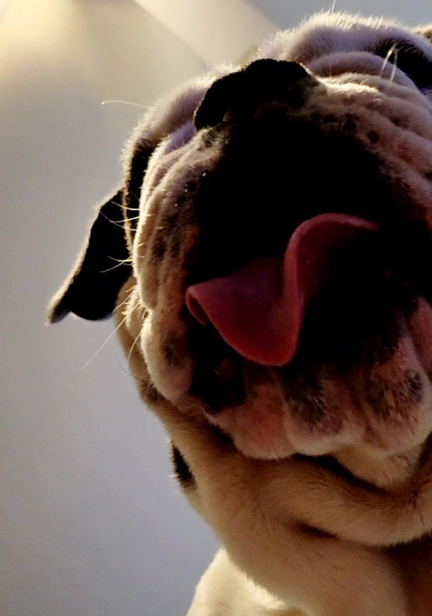 Kisses are free 💋

#Kisses #dogsoftwitter
