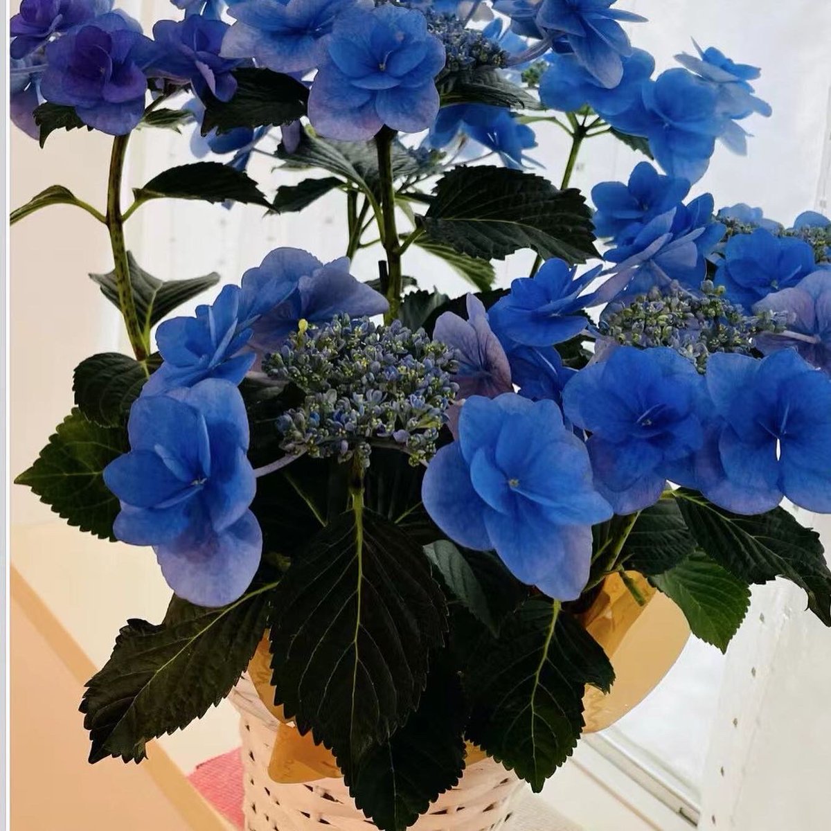 TomEniuCoder's tweet photo. 去中心化非暴力国民党
首次
在中文世界中提出“反洗脑”这一创新性概念，特此纪念下
反洗脑、反洗脑、反洗脑
重要的事情说三遍………………. https://t.co/ZYZDC8xHJV