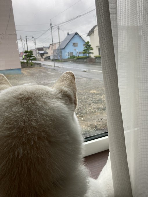 犬がいる暮らしのtwitterイラスト検索結果