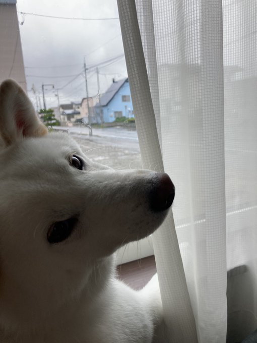 犬がいる暮らしのtwitterイラスト検索結果