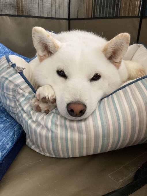 犬がいる暮らしのtwitterイラスト検索結果