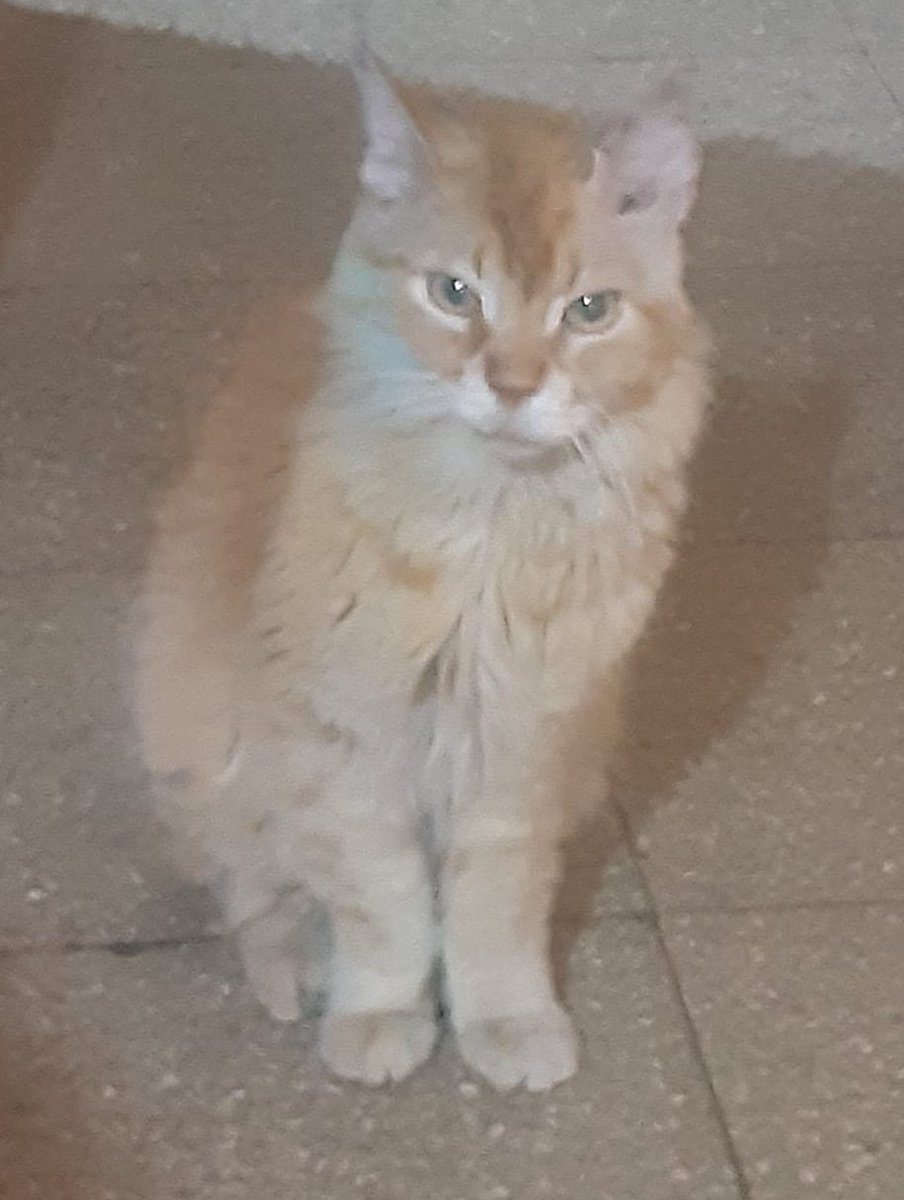 #PERDIDO #GUAYAQUIL 
Nombre: #FRODO
Fecha: 16/06/22
Sector: Norte, Alborada 9na etapa.
Sexo: Macho.
Raza: Mestizo.
Obsv.: Color amarillo, tiene una herida en la parte trasera de la oreja y está esterilizado.
Contacto: 0999967303
¡Ayúdalo a volver con su familia!
#AlertaMePerdí