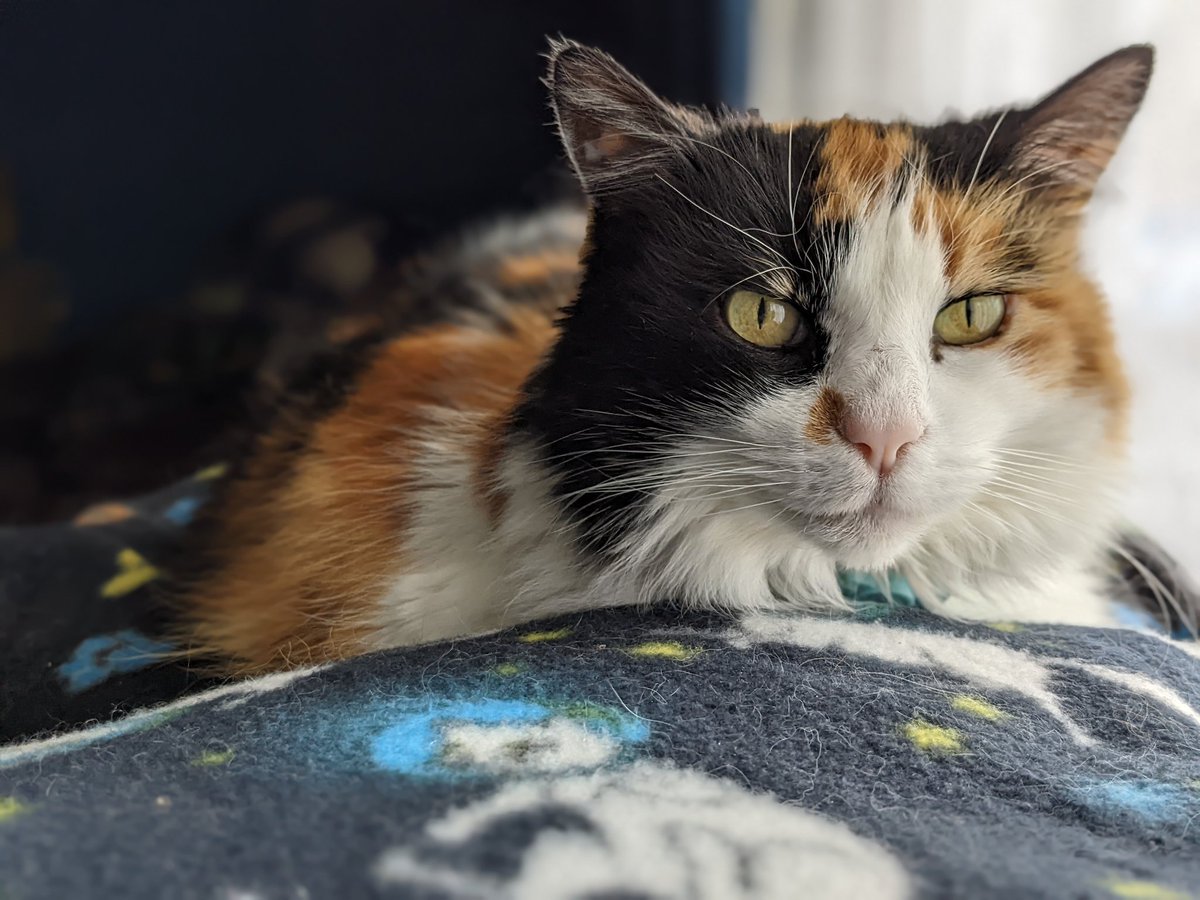 On my favourite cat tower with my favourite space cats blanket watching the birbs outside 😼😽 #CatsofTwittter  #birdwatching