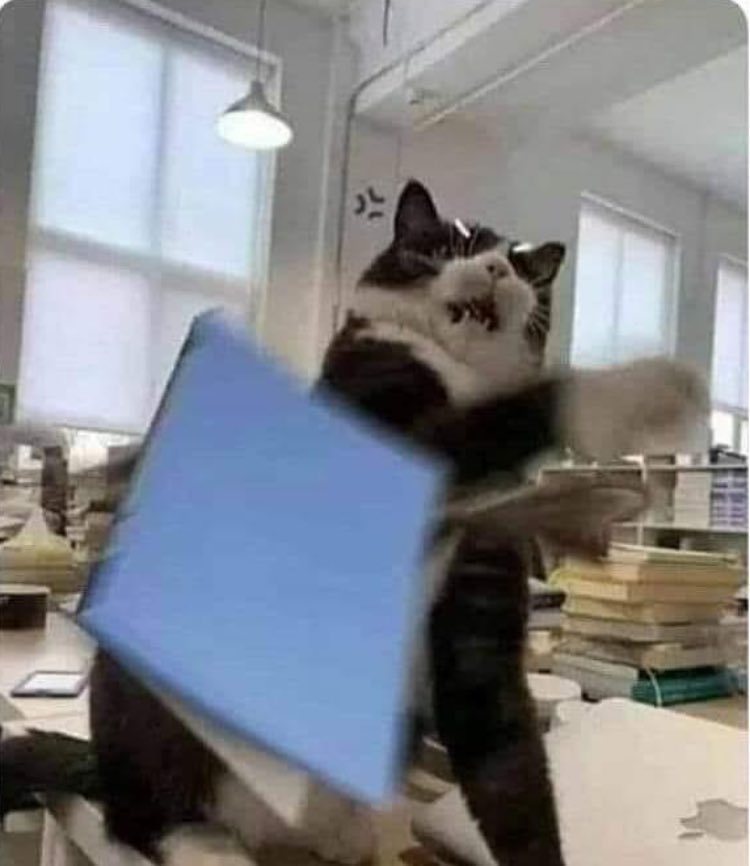 ytzel maya tweet media