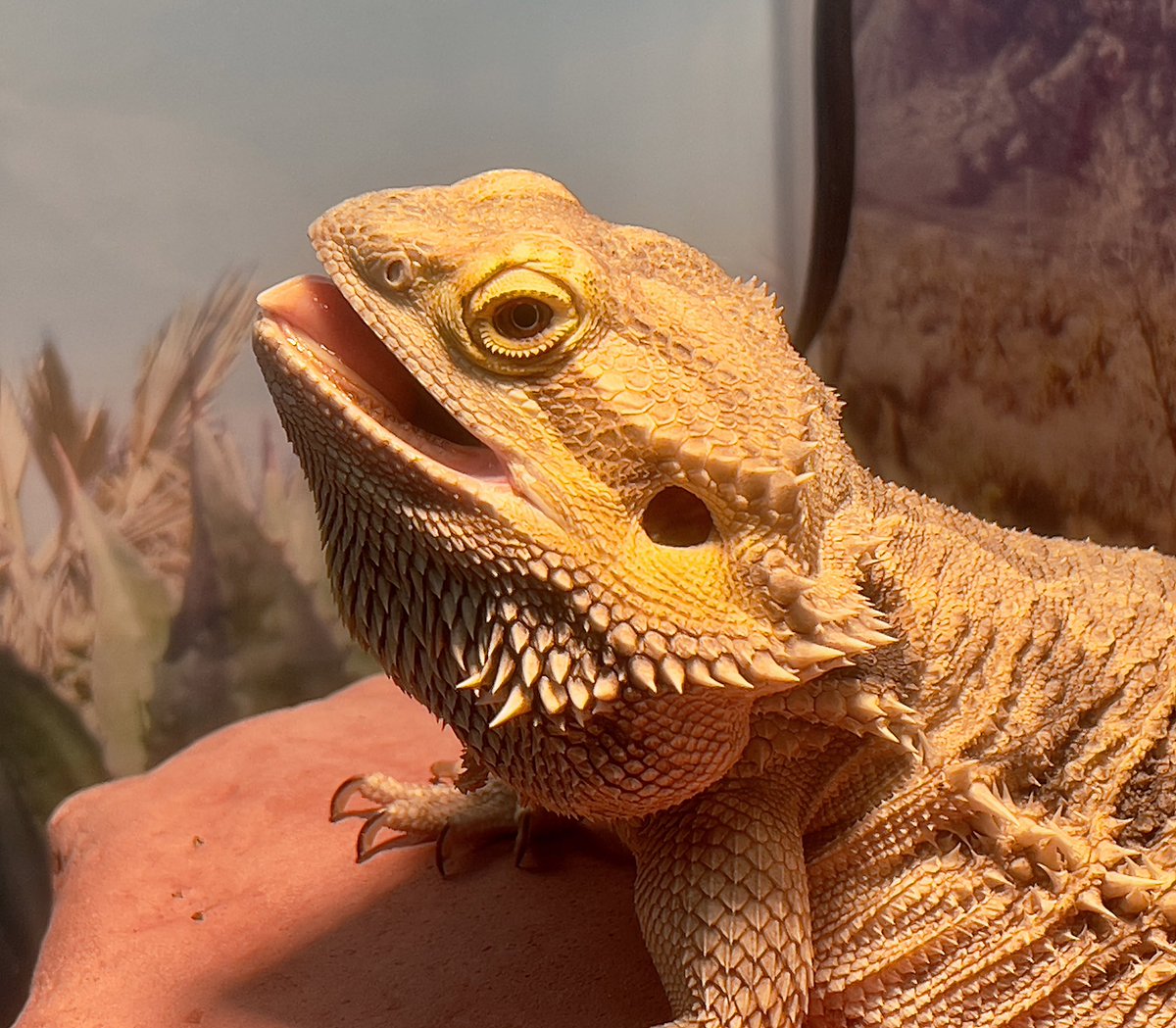 🦎 Bando tweet media