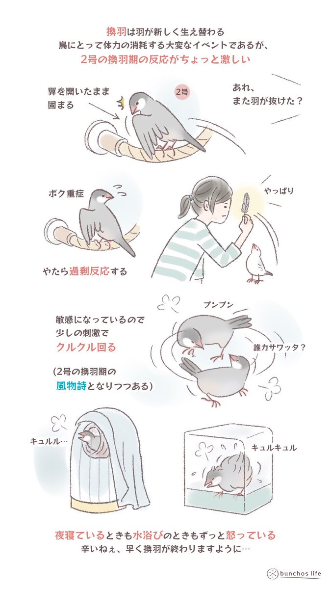 最近の2号の換羽期の様子
クルクル回るのはこの時期の我が家の風物詩となりつつある
#文鳥
#bunchoslife 