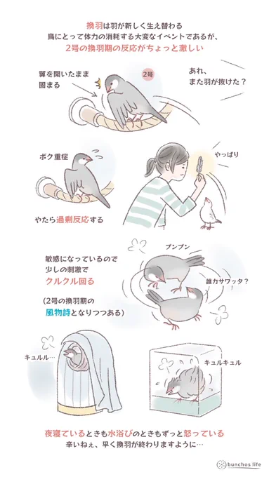 最近の2号の換羽期の様子
クルクル回るのはこの時期の我が家の風物詩となりつつある
#文鳥
#bunchoslife 