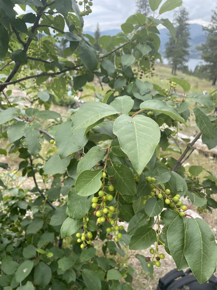 SD67 Indigenous Ed tweet media