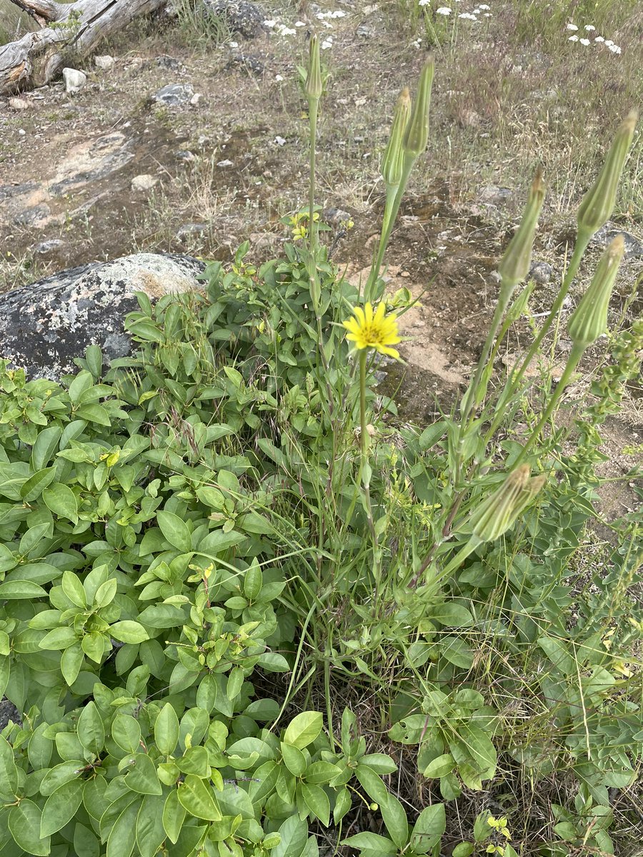 SD67 Indigenous Ed tweet media