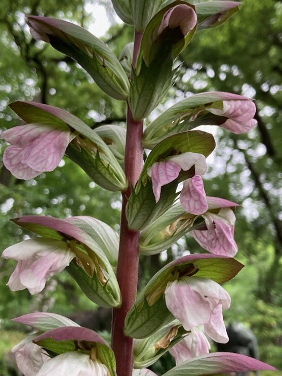 都立日比谷公園 Hibiya Park Tokyo 園長の採れたて情報 S Tweet Lt 中国語担当より Gt 五彩缤纷的花 虾膜 花开了 紫色的萼和白色的花瓣对比鲜明引人注目 虾膜花的花语是 艺术 它源于希腊建筑以及文艺复兴时期的建筑中各式各样装饰都采用了虾膜花漂亮的