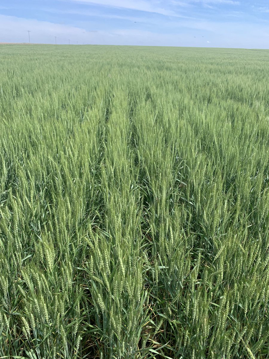 Michael Sieck tweet media