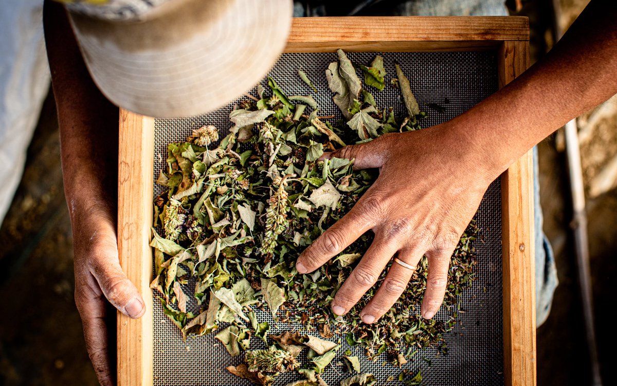 We’re in the final hours of our campaign!

A $25 donation (or whatever amount is resonant with you) will help get us closer to our goal of supporting and celebrating our client farmers and ranchers.

Can you join us in this final push? mightycause.com/story/Sowing-C…

PC: Nicola Parisi