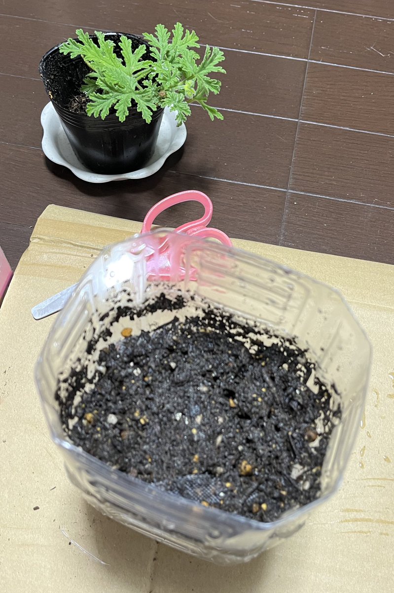 お試し レモンマートル レモンマートルハーブティー 苗木 苗 鉢植えレモンマートルの木 シトラール 白色 4号 プラスチック鉢