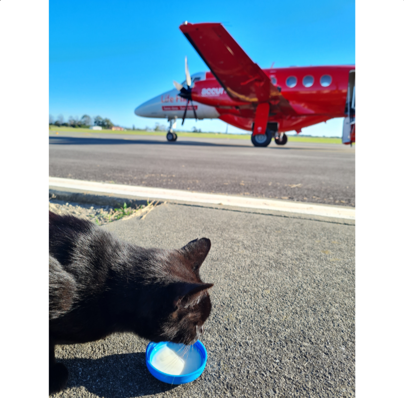Life Flight tweet media