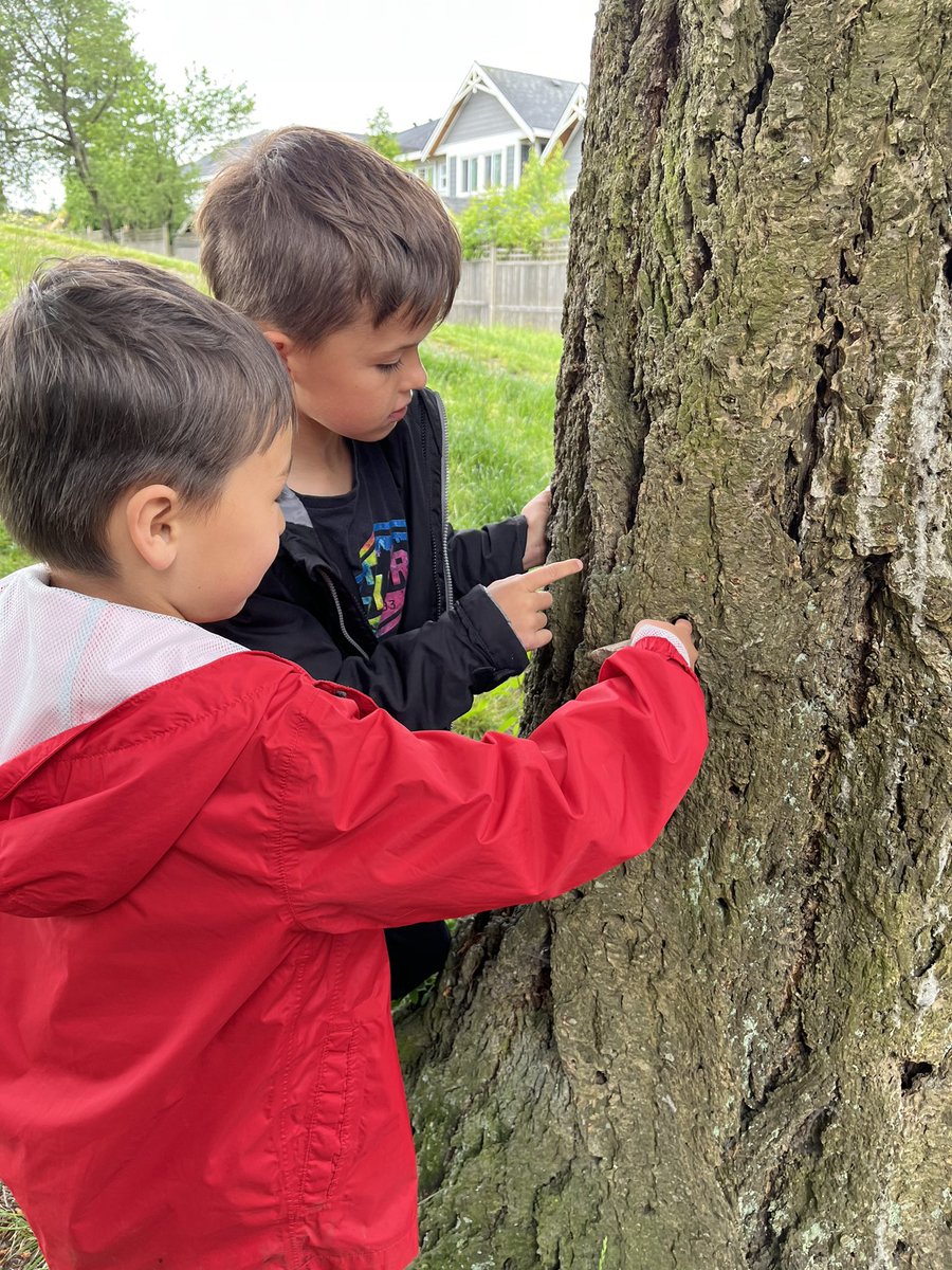 MelanieASidney's tweet photo. Brooke Elem K/1s were so lucky to take part in the #findingcedar field trip with the fabulous @_bcorea. We loved exploring, listening to stories and deepening our connection to our place. @UBCTeacherEd @deltasd37 #deltalearnsoutside https://t.co/icgGnZC2Q6