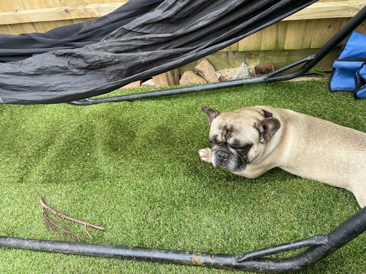 Pepsiandco's tweet photo. Ozzy just chilling this evening under the hammock in the garden https://t.co/d59zWGTXC0