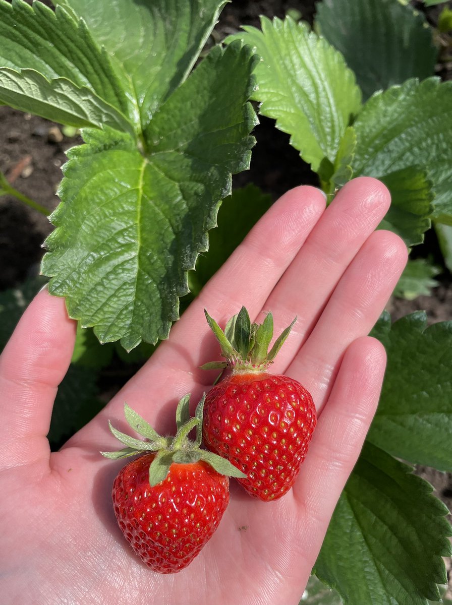 saab93saab's tweet photo. 🍓🍓🍓 https://t.co/hTlAas0kpI