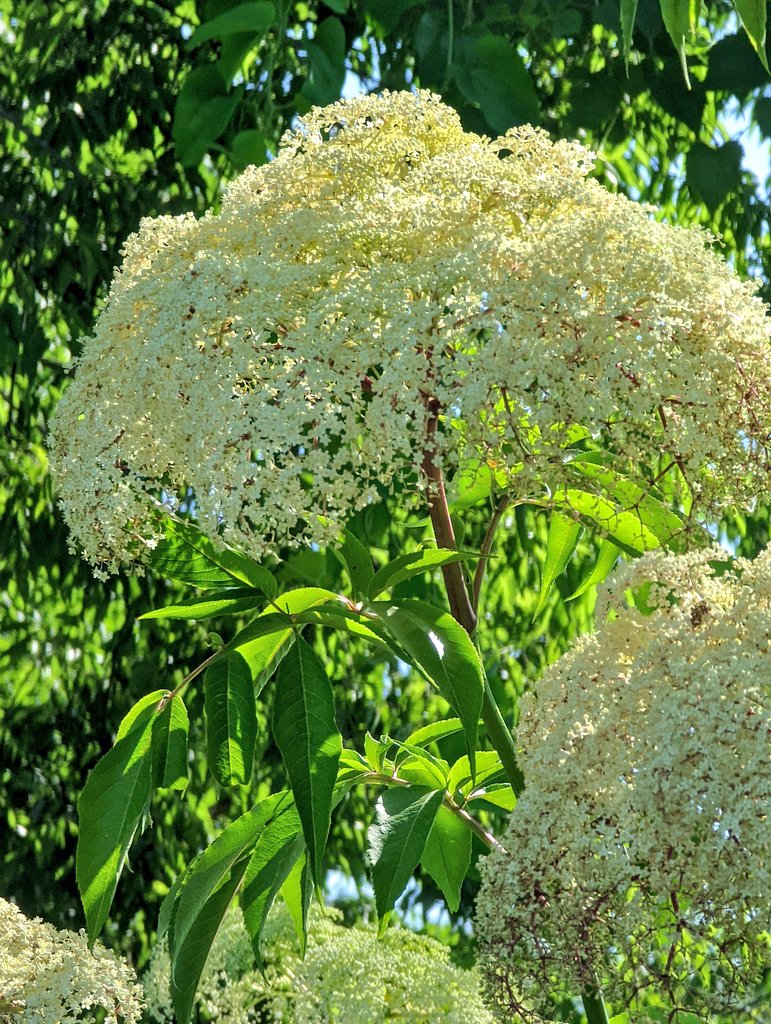 AmeriCannaBlunt's tweet photo. Elderberries.
Identify the plant.
The leaves are similar to ginger.
Note the red stems under the canopy of flowers.
Ideally you cruise through the country eye spying the flowers so you can harvest the good berries.
Build your 
#immunesystem &amp; fights the cold &amp;  #FluBug 
#TERPS https://t.co/NNYJO2oPI6