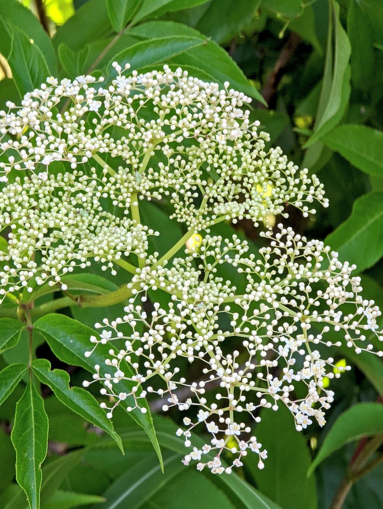 AmeriCannaBlunt's tweet photo. Elderberries.
Identify the plant.
The leaves are similar to ginger.
Note the red stems under the canopy of flowers.
Ideally you cruise through the country eye spying the flowers so you can harvest the good berries.
Build your 
#immunesystem &amp; fights the cold &amp;  #FluBug 
#TERPS https://t.co/NNYJO2oPI6
