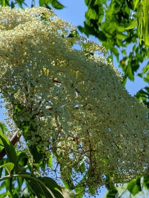 AmeriCannaBlunt's tweet photo. Elderberries.
Identify the plant.
The leaves are similar to ginger.
Note the red stems under the canopy of flowers.
Ideally you cruise through the country eye spying the flowers so you can harvest the good berries.
Build your 
#immunesystem &amp; fights the cold &amp;  #FluBug 
#TERPS https://t.co/NNYJO2oPI6