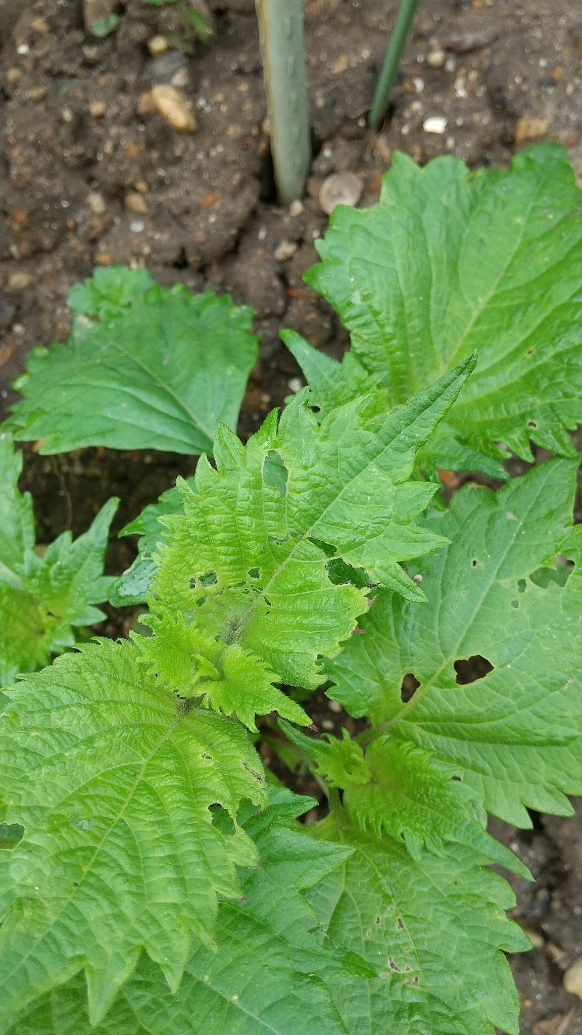 Shioliba Shioliba Twitter