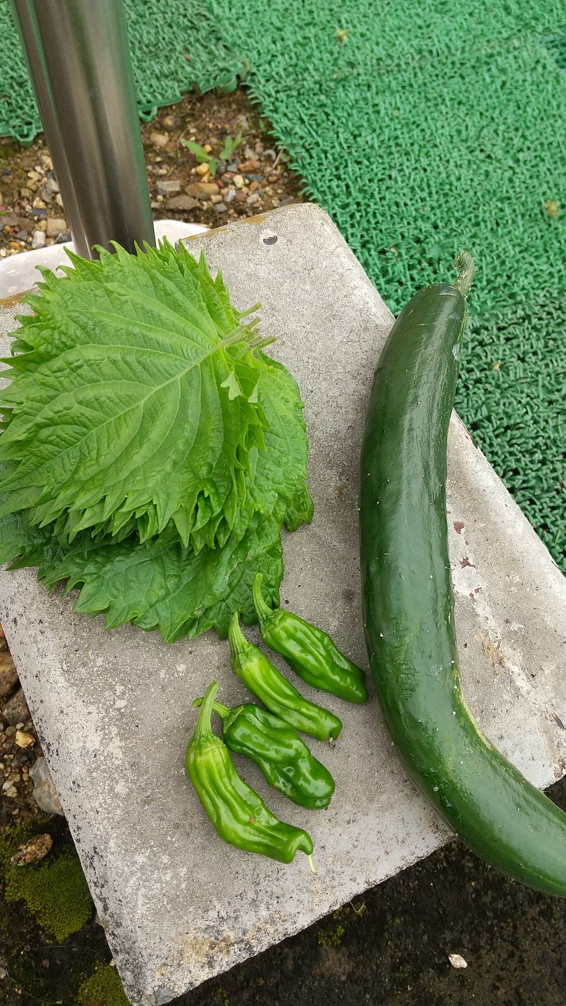 Shioliba Shioliba Twitter