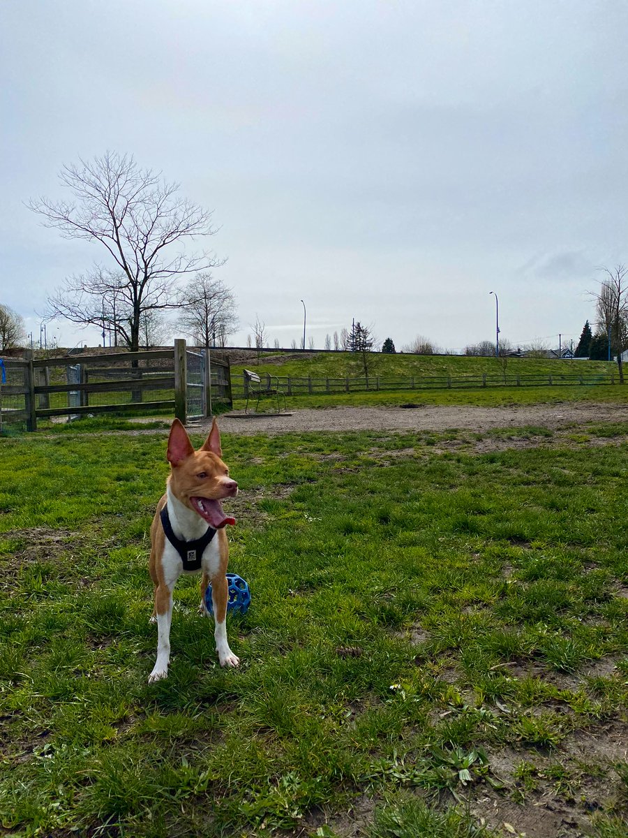 Jamber15's tweet photo. My little miss muffet is a bit of a celebrity around her โhood. Everybody knows her, everybody loves her. The feeling is mutual. She knows & loves everything & everyone! You go, kid! #WindyRiver #Chibble #ChiPitCross #pitbull #miniceleb https://t.co/HSsGg8nQGS