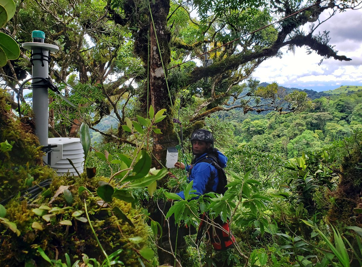 GotschSybil's tweet image. Today we continued installing microclimate stations in our study trees. 18 down, 2 to go! My post-doc, Damon Vaughan, is picking up climbing very quickly! We even got a glimpse of Lake Arenal from the tree :) #climatechangeresearch #cloudforestresearch #fincabarpe #monteverde