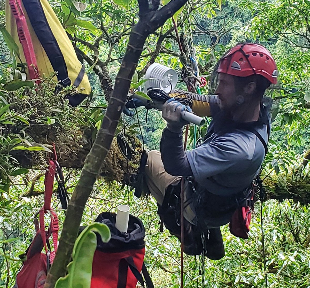 GotschSybil's tweet image. Today we continued installing microclimate stations in our study trees. 18 down, 2 to go! My post-doc, Damon Vaughan, is picking up climbing very quickly! We even got a glimpse of Lake Arenal from the tree :) #climatechangeresearch #cloudforestresearch #fincabarpe #monteverde