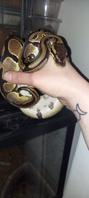 My slithery pride and joy 🥺🥺 https://t.co/YteuoeSyFe<a href="/tag/bathtime"class="tags"><span>#bathtime</span></a><a href="/tag/spoilme"class="tags"><span>#spoilme</span></a><a href="/tag/feedme"class="tags"><span>#feedme</span></a><a href="/tag/contentforsale"class="tags"><span>#contentforsale</span></a>