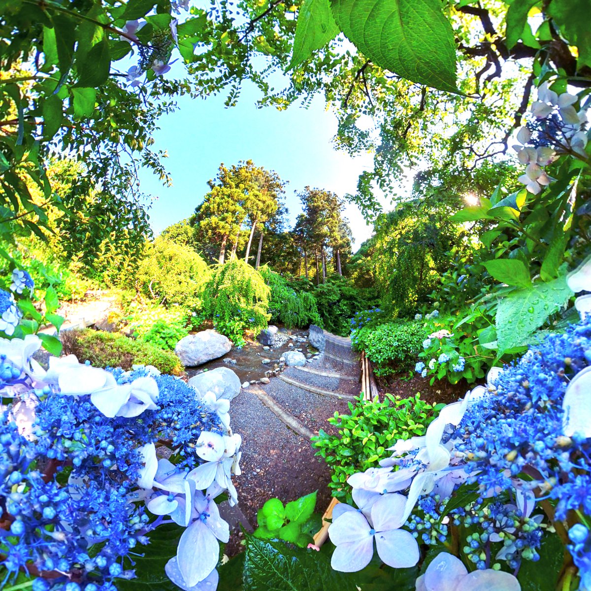 hakuryuart's tweet photo. 掛川の龍尾神社のガクアジサイをクリスタルに入れると、こんな感じになります。#littleplanet #リトルプラネット #tinyplanet #vr #insta360 #CircularApp #花 #アジサイ #神社 #静岡 #掛川 https://t.co/NOb2WpKrYp