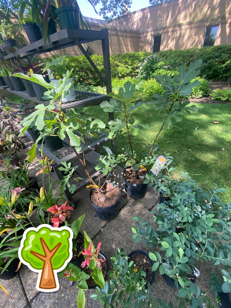 bbqbuff's tweet image. Fig Trees!!! (@ Memphis Botanic Garden in Memphis, TN) swarmapp.com/c/fN92Z8tX5Gq