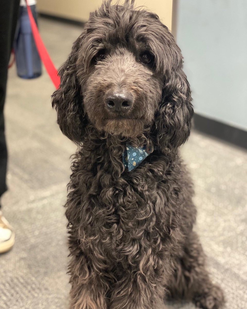 APTherapyDogs's tweet image. New pup alert 🚨 at @cosairport 

We’d like to welcome April and her pup, Spartacus to our #PAWS4COS therapy dog program. 

👋 If you see them around the terminal stop and say hello!

#airporttherapydogs 

Photo @COSAirport