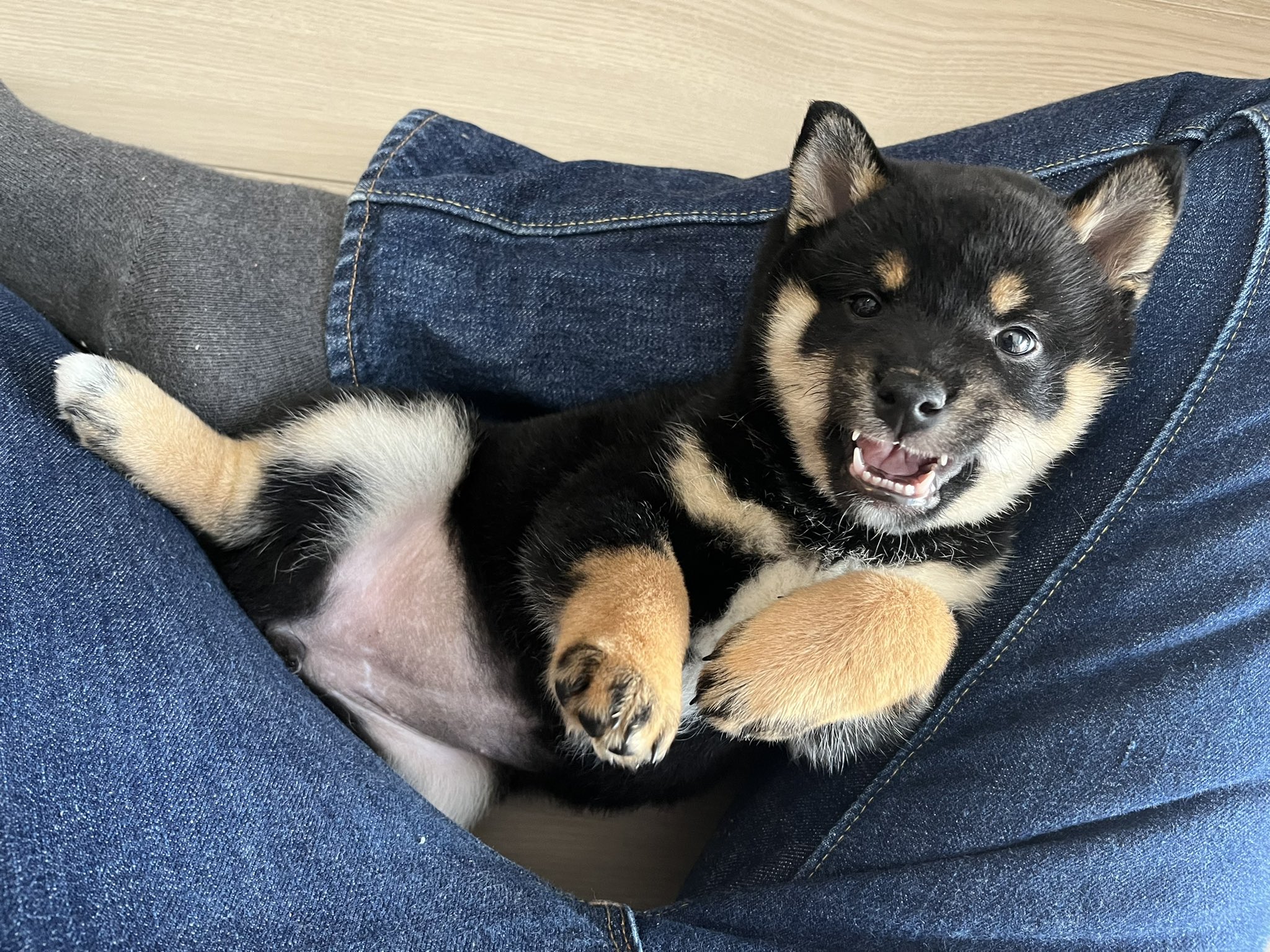 黒豆柴もく 飼い主のあぐらの中にはまりこむのが好き 柴犬 豆柴 黒柴 黒豆柴 犬のいる暮らし はまりこめる隙間見つける選手権優勝 T Co 6qsqiemzzp Twitter