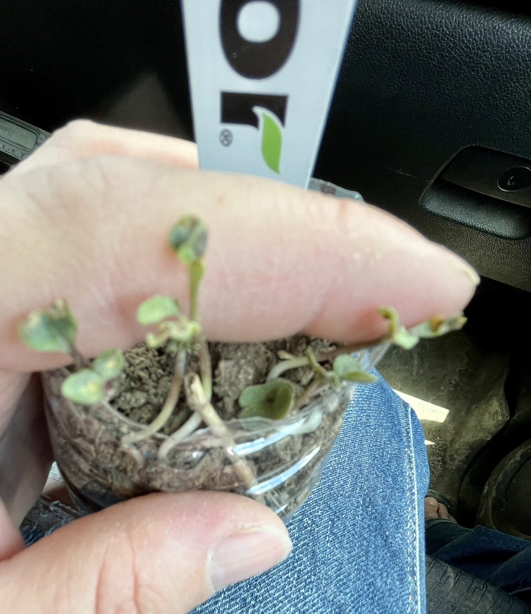 caffey99's tweet photo. Update on the #LL241 I brought some sick looking plants back to my greenhouse to see if they would come around, put some in fresh dirt and left some in the same field dirt. https://t.co/mzKucsZs4l