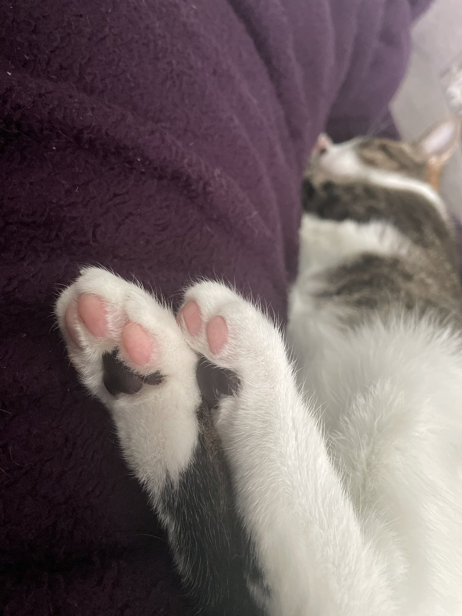 LittleGuyLink1's tweet photo. Mom says she wants to eat my beans? Just nibble them up???? I’m but sure I like that… #CatsOfTwitter #ToeBeans #PinkBeans https://t.co/f3UjZP9cfa