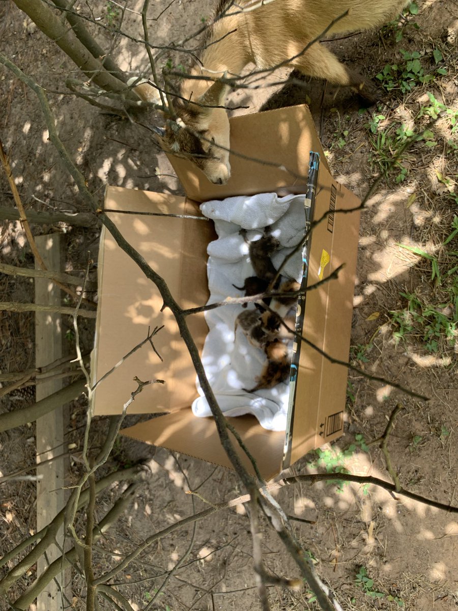 Update: We called a vet. We are guessing the kittens are less than 5 days old. Mom hasn’t made it back to them yet.  They are super clean, healthy and active. Nannies are on watch.