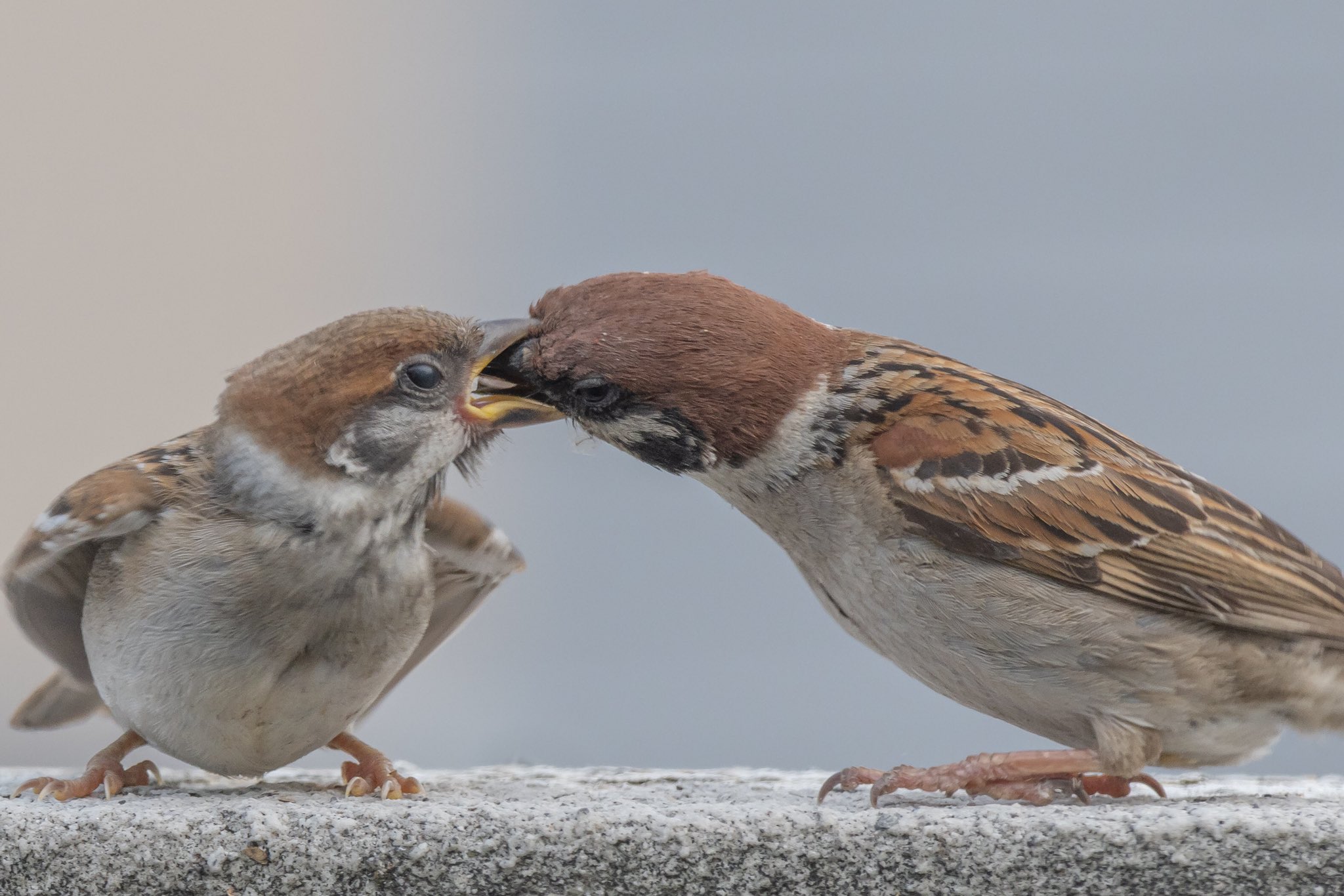 Biggate4444 毎日スズメ今年で5年目 子雀さんの給餌シーンはいつ見てもほっこりします いっぱい食べて大きくなってね スズメ すずめ スズメ観測 ちゅん活 Sparrow 鳥 野鳥 野鳥撮影 野鳥写真 Pentaxk3mkiii T Co Dfbsomdeqt Twitter Biggate4444 毎日スズメ今年で5年目 子雀さんの給餌シーンはいつ見てもほっこりします いっぱい食べて大きくなってね スズメ すずめ スズメ観測 ちゅん活 Sparrow 鳥 野鳥 野鳥撮影 野鳥写真 Pentaxk3mkiii T Co Dfbsomdeqt Twitter